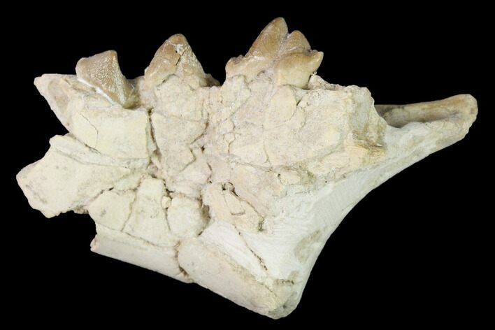 Rare, Fossil Bear Dog (Daphoenus) Jaw Section - South Dakota #143955